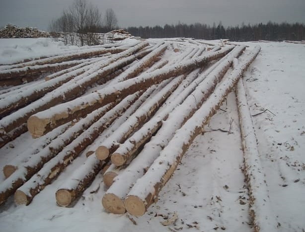 Заготовка Чухломского леса